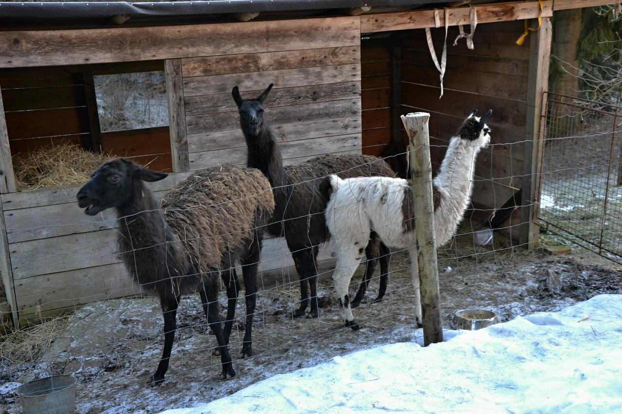Penzion U Lípy Vysoké nad Jizerou Esterno foto